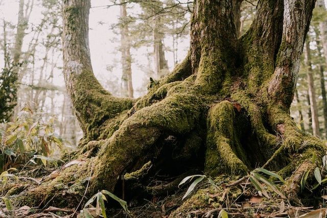 Ini 5 Fungsi Akar Tumbuhan di Hutan Tropis