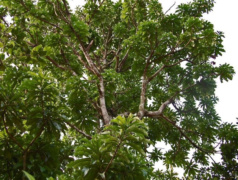 5 Pohon yang Jadi Sarang Genderuwo, Sering Ditanam di Rumah!