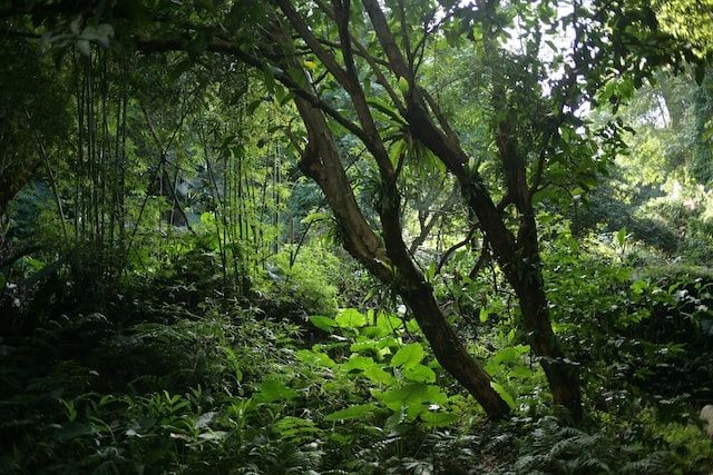Ini 5 Fungsi Akar Tumbuhan di Hutan Tropis