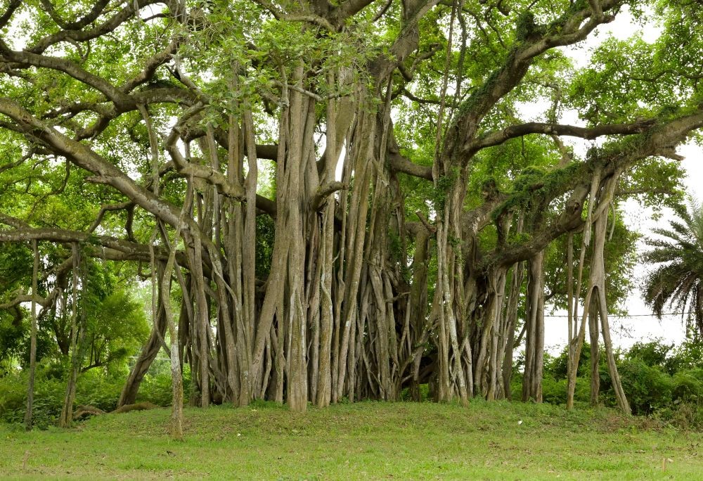 5 Pohon yang Jadi Sarang Genderuwo, Sering Ditanam di Rumah!