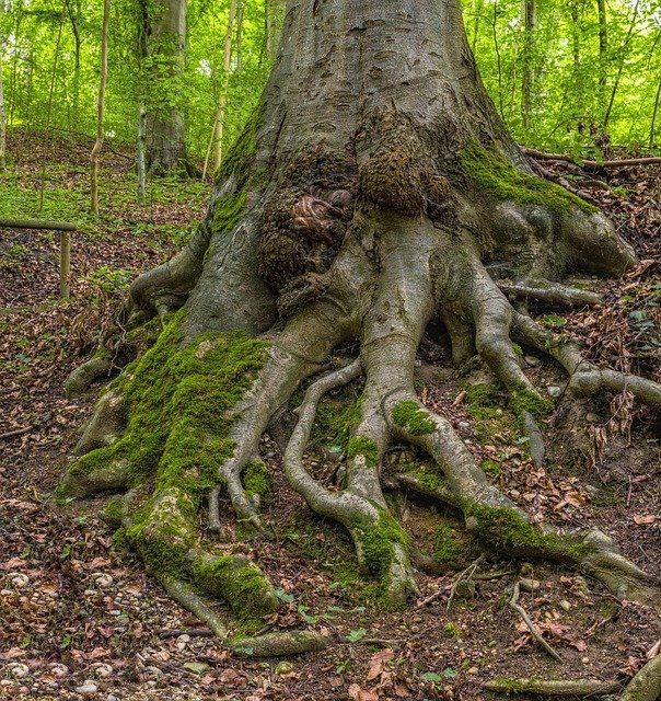 Ini 5 Fungsi Akar Tumbuhan di Hutan Tropis