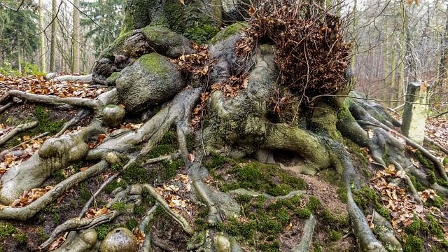 Ini 5 Fungsi Akar Tumbuhan di Hutan Tropis