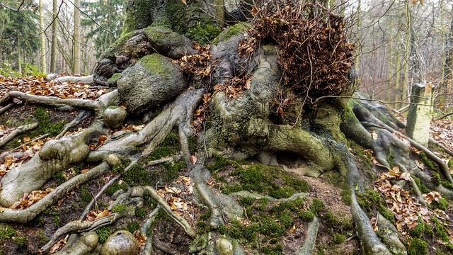 Ini 5 Fungsi Akar Tumbuhan di Hutan Tropis