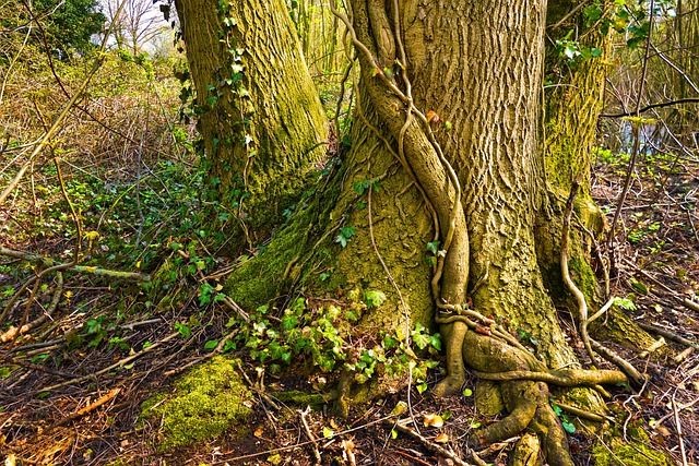 Ini 5 Fungsi Akar Tumbuhan di Hutan Tropis