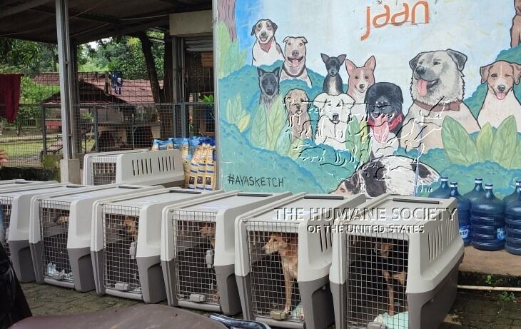 Disnak Keswan Jateng Periksa Truk Pengangkut 226 Anjing: Gak Ada Surat ya Ilegal