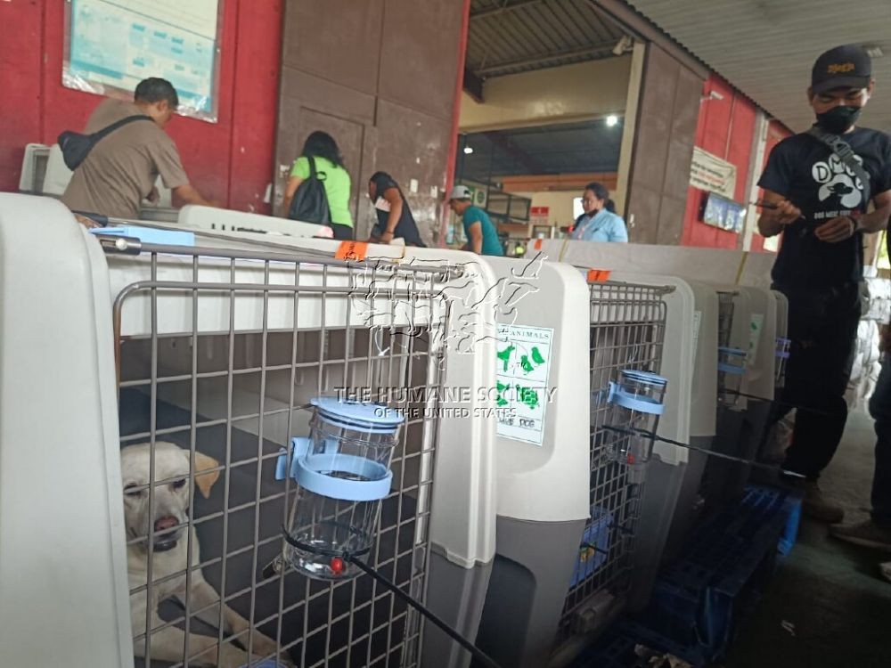 DMFI: Truk Pembawa Puluhan Anjing Melaju Sampai Solo Raya