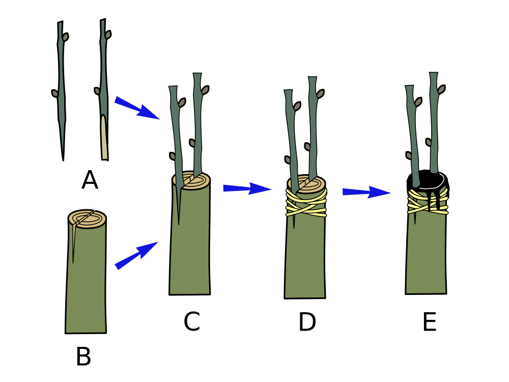 Pengertian Okulasi dan Tekniktekniknya