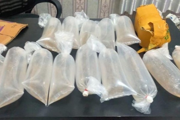Ilegal Fishing di Pesibar, Polisi Tangkap Pria Bawa 3.000 Benih Lobster