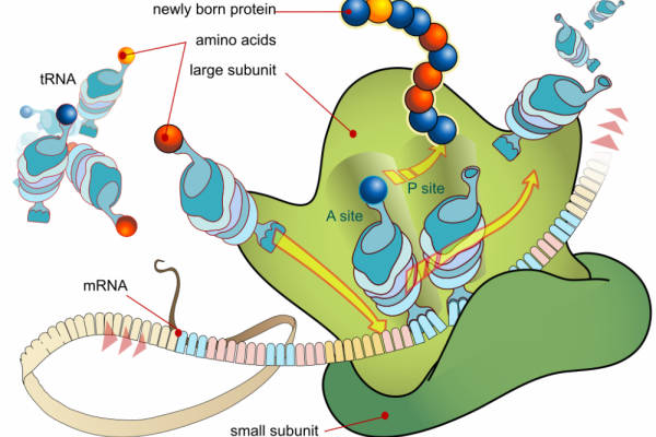 Ribosom: Pengertian, Fungsi, Dan Struktur