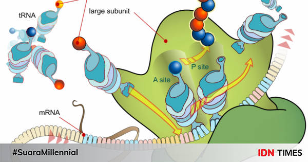 Ribosom: Pengertian, Fungsi, Dan Struktur