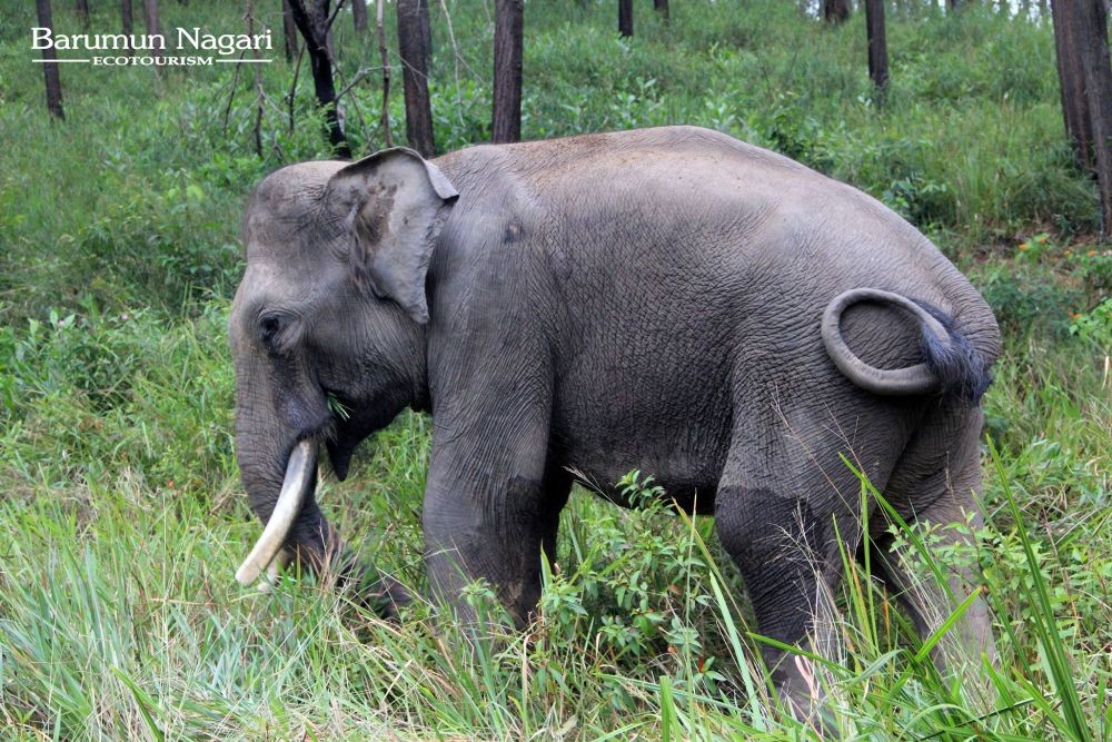 Gajah Dargo Mati Kena Pestisida, Fitri Masih Diteliti