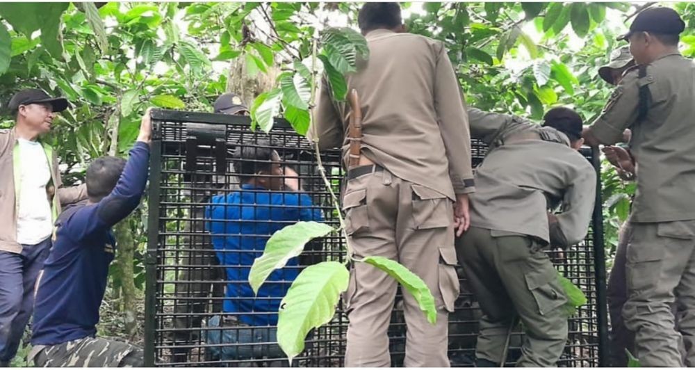 Warga Pagaralam Resah, Beruang Masuk Permukiman dan Acak Rumah