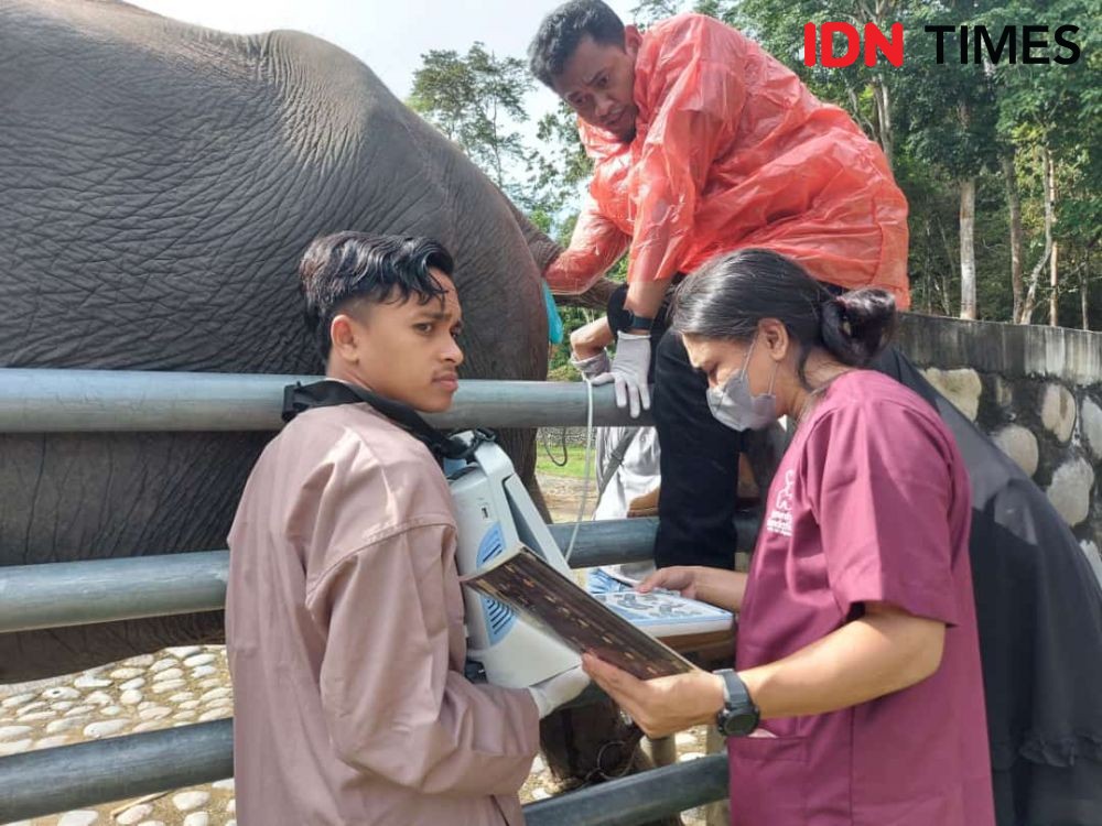 Terancam Punah, Vesswic Dorong Konservasi Gajah Translokasi Ex Situ