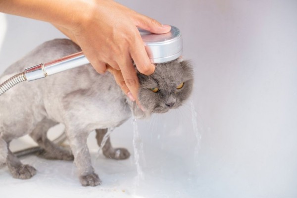 Cara Memandikan Kucing yang Benar, Anti Berontak!