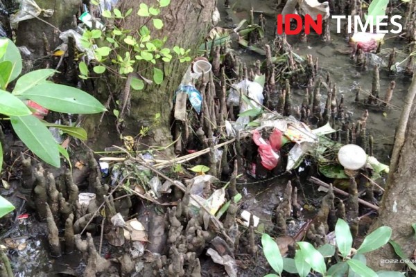 Dalam Sehari Ratusan Kilogram Sampah Ditemukan Di Mangrove 6718