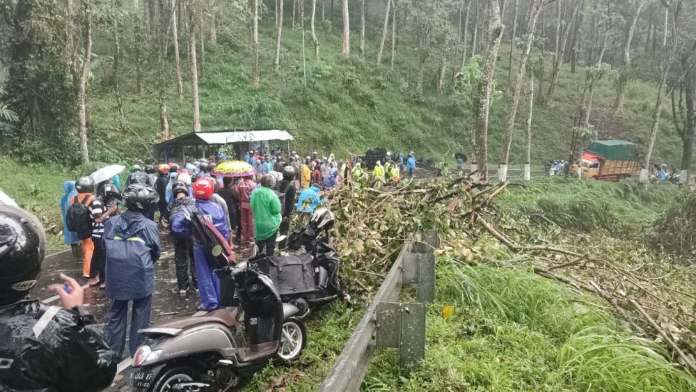 Pohon Tumbang di Jalur Malang-Kediri, Satu Orang Meninggal Dunia 