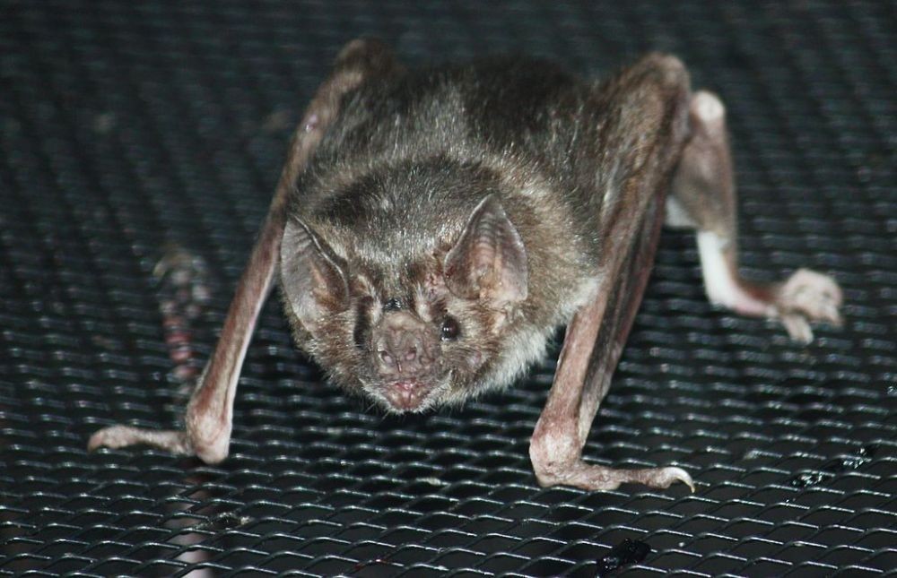 Muka Garang Hati Lembut, 10 Hewan Mengerikan Ini Sebenarnya Jinak