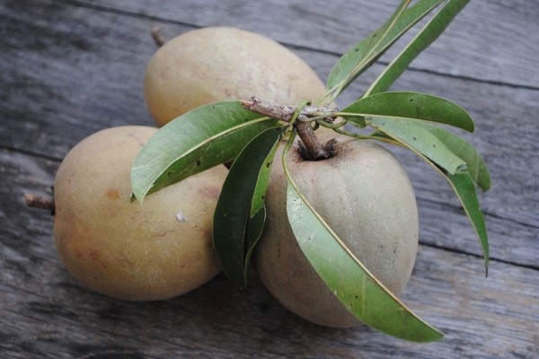 Sudah Tahu 9 Tips Memilih Buah Sawo yang Matang dan Manis Alami Ini?