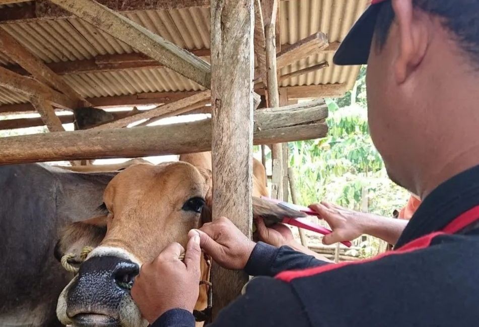 Target 1,7 Juta, Vaksinasi PMK Lampung Baru Terealisasi 225.245 Dosis