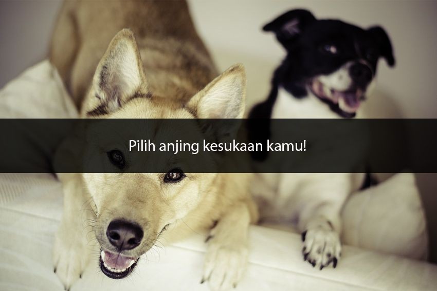 [QUIZ] Pilih 1 Anjing dan Kami Tahu Fobia Tersembunyi yang Kamu Miliki