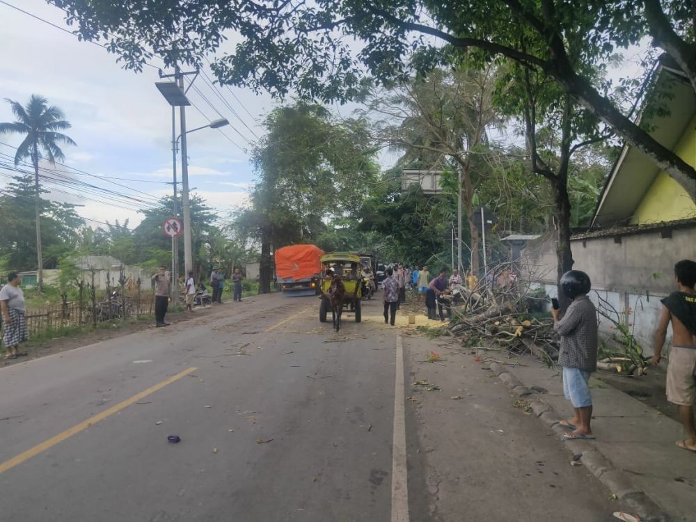 Tertimpa Pohon Tumbang, Penumpang  Mobil Pikap di Lombok Tewas 