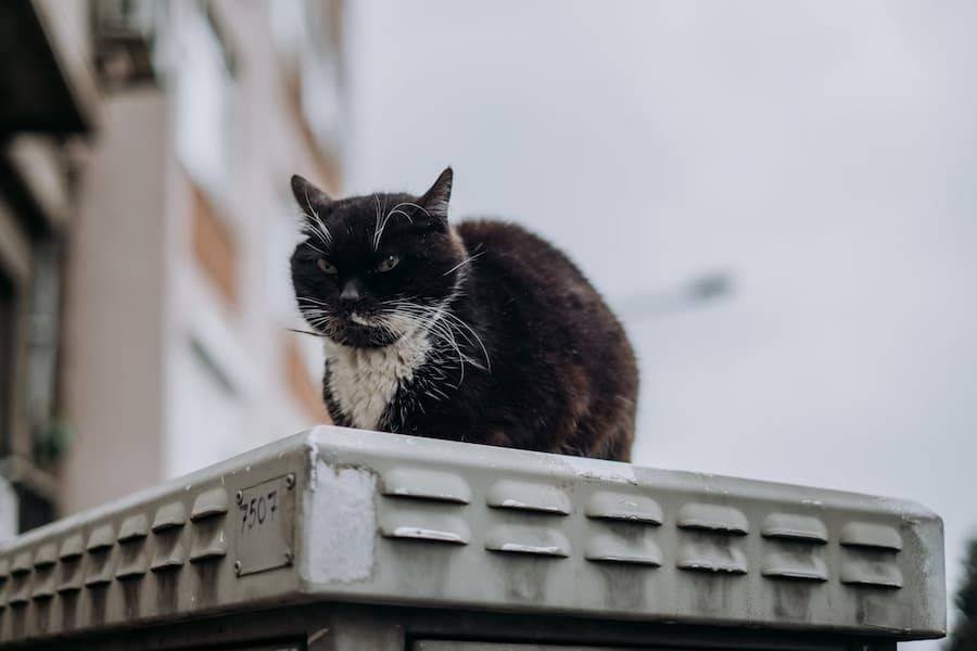 Benarkah Kucing Bisa Mencegah Ular Masuk Rumah? Ini Faktanya