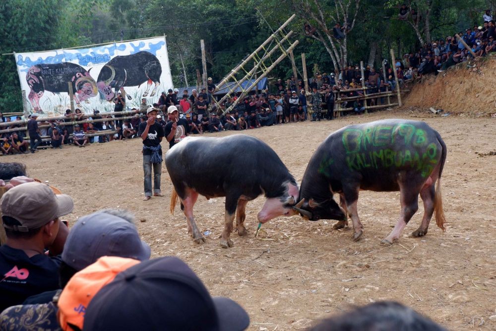 [FOTO] Geliat Wisata Tana Toraja di Tengah Upacara Kedukaan