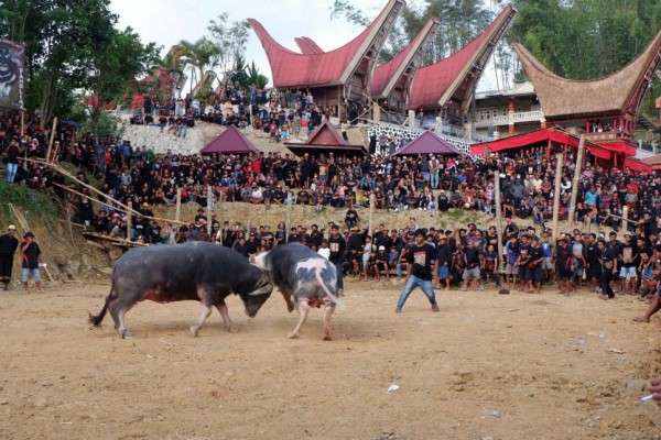 [FOTO] Geliat Wisata Tana Toraja Di Tengah Upacara Kedukaan