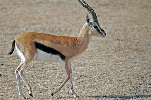 Sangat Tangguh! Ini 7 Hewan Paling Unik yang Menghuni Gurun Gobi