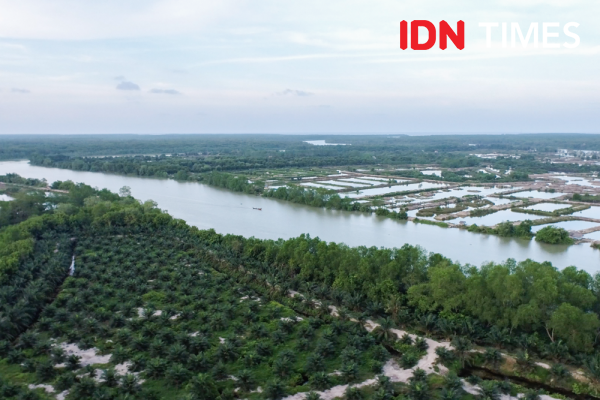Sulap Sertifikat Lahan Mangrove Hutan Langkat