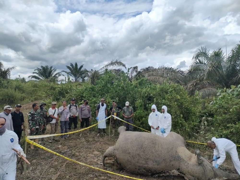 Gajah Mati Diduga Keracunan di Kebun Sawit Milik Warga di Aceh 