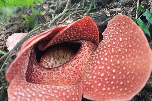 Rafflesia Arnoldi Tumbuh Mekar Di Kebun Milik Warga