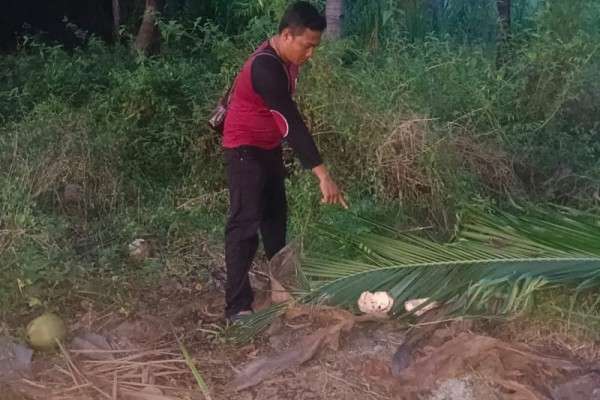 Jatuh Dari Pohon, Seorang Pria Di Lombok Ditemukan Tewas