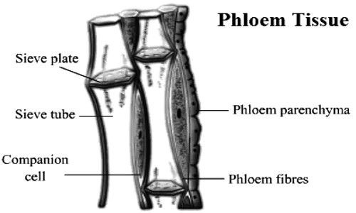 Perbedaan Xilem Dan Floem Pada Tumbuhan