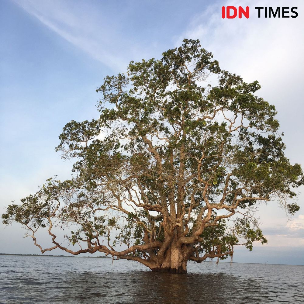 Misteri Desa Muara Enggelam, Ada Pohon Setia Raja dan Kota Tak Telihat