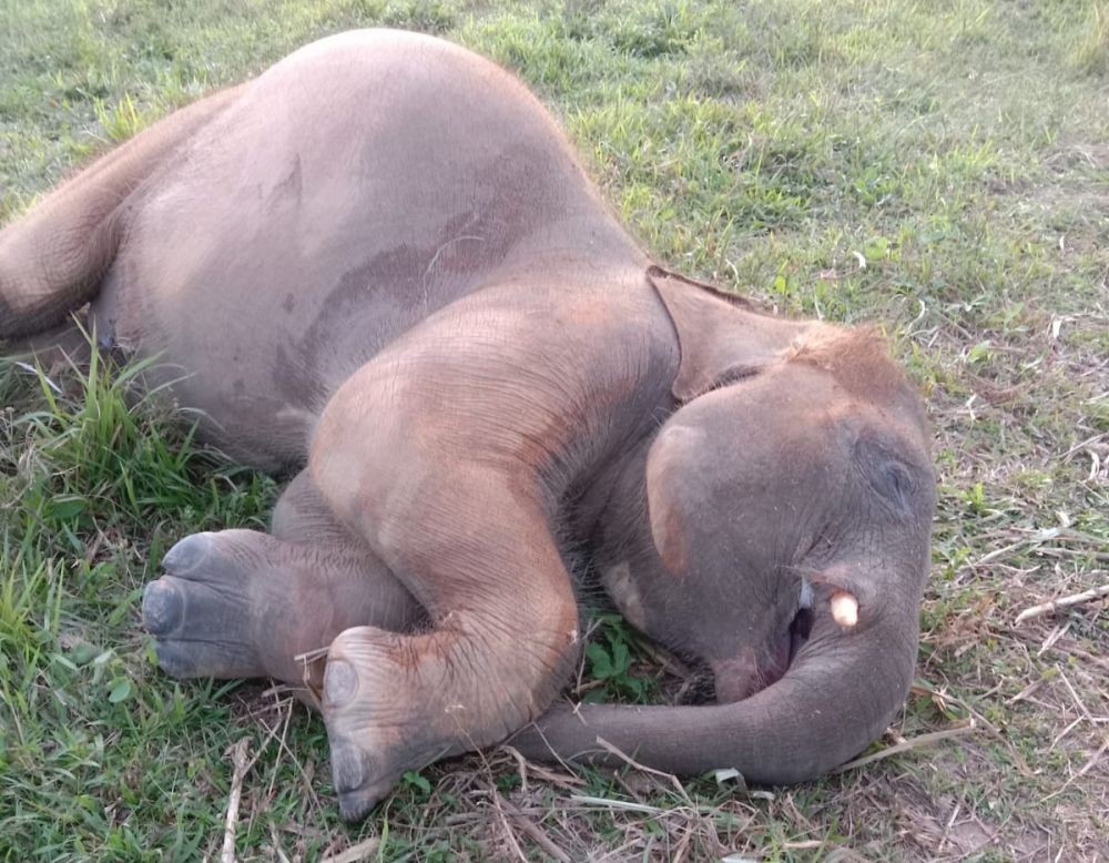 Pilu! Anak Gajah Sumatra Mati di Taman Nasional Way Kambas