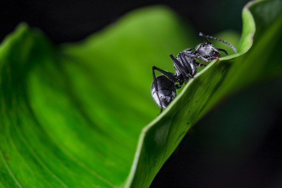 10 Semut Terbesar Di Dunia Ada Yang Sampai 6 Cm
