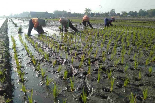 Wilmar Padi Indonesia Salurkan Bantuan Warga Terdampak Banjir Lamsel