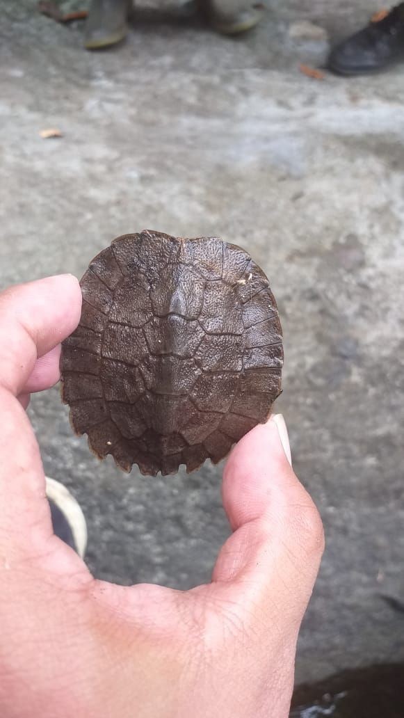 Lagi Susuri Gunung Celering, Petugas Temukan Kura-kura Bergerigi yang Nyaris Punah 