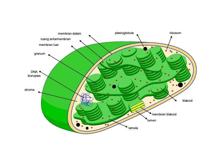 8 Differences in animal and plant cells and their functions