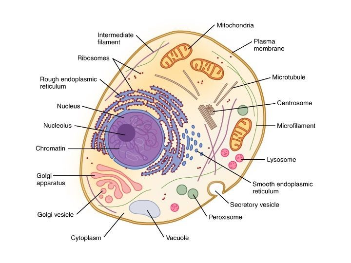 8 Differences in animal and plant cells and their functions