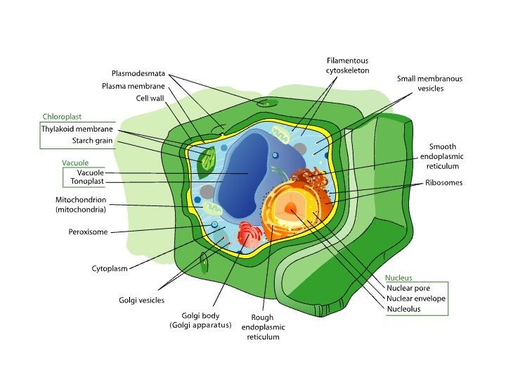 8 Differences in animal and plant cells and their functions