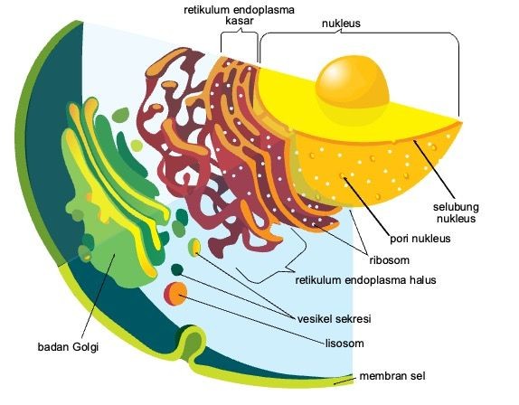 8 Differences in animal and plant cells and their functions