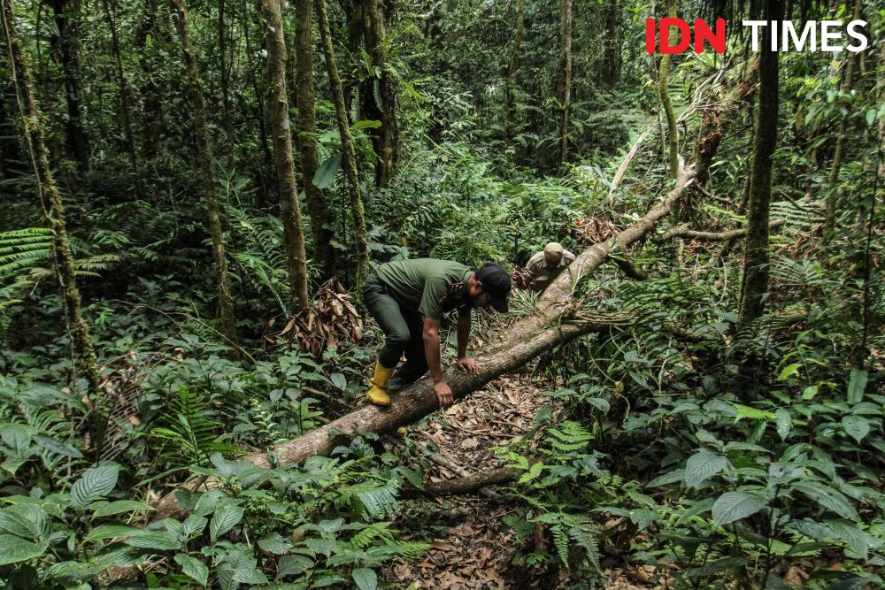 Deforestasi Terus Terjadi, Kenapa Sih Kita Harus Menjaga Hutan? 
