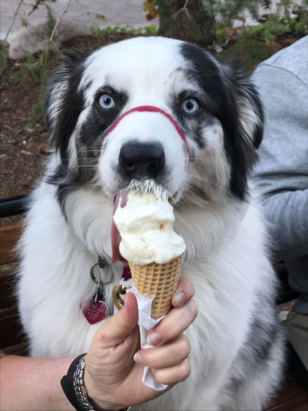 Apakah Anjing Boleh Makan Es Krim? Ini Penjelasannya!