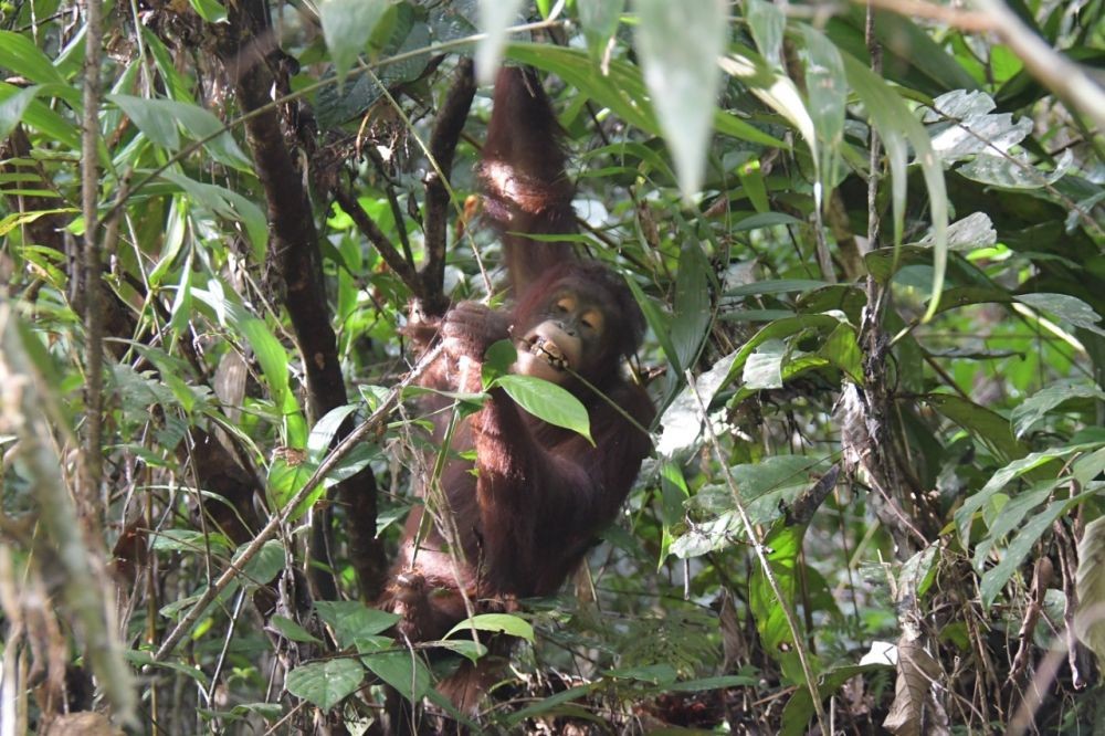 Viral Orangutan yang Masuk ke Musala Rupanya Terjadi di Kutim