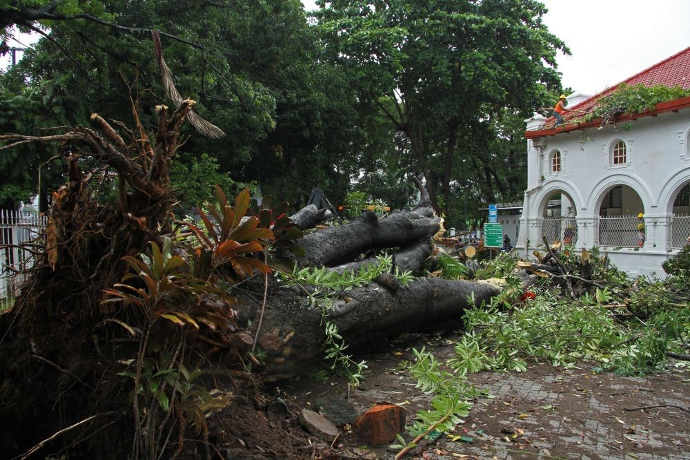 46 Pohon Tumbang di Makassar Akibat Angin Kencang Awal Januari