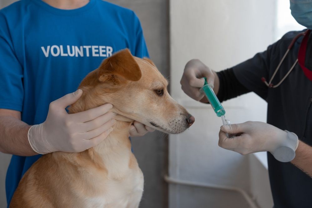 Vaccinating animals is thought to prevent future pandemics