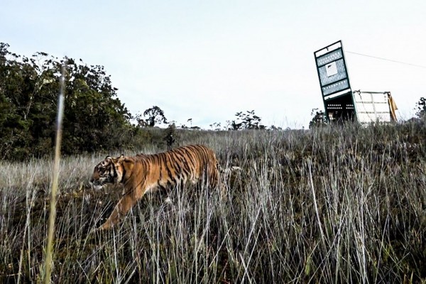 Bestie, Harimau Muda yang Masuk Perkebunan Pulang ke Leuser