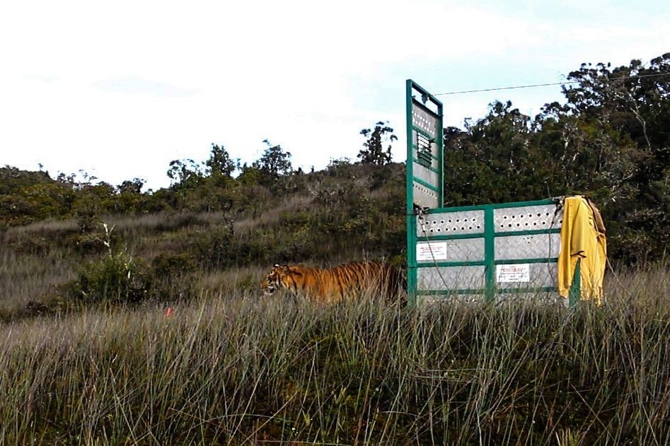 Bestie, Harimau Muda yang Masuk Perkebunan Pulang ke Leuser